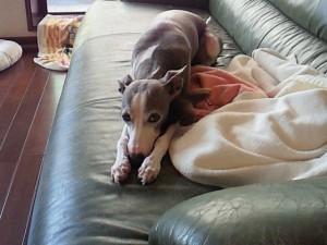 トシ2009年8月17日